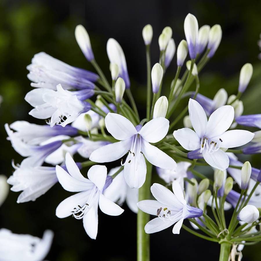Agapanthus 'Twister'