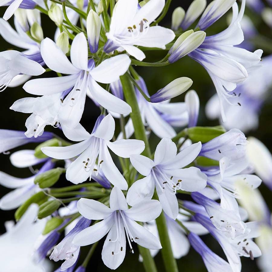 Agapanthus 'Twister'
