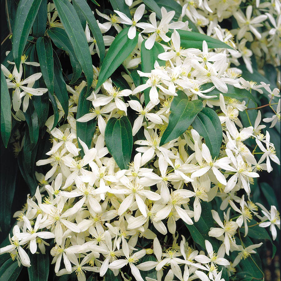 Snowdrift Clematis