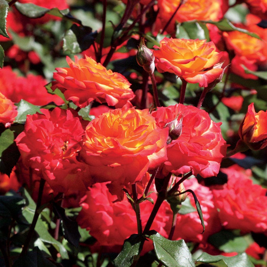 floribunda rose seeds Charisma Floribunda Rose