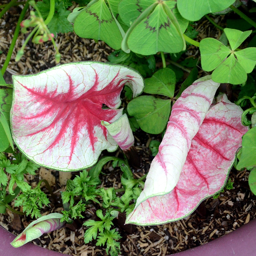 'Fiesta' Caladium Bulbs