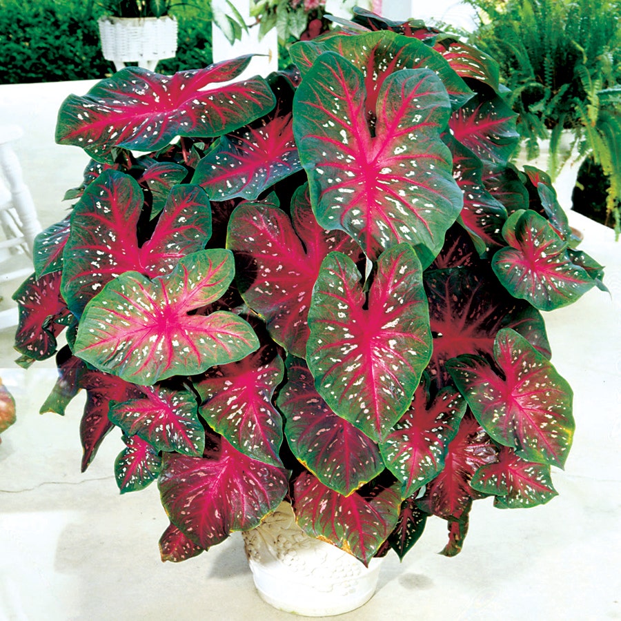 Caladium Red Flash Bulbs
