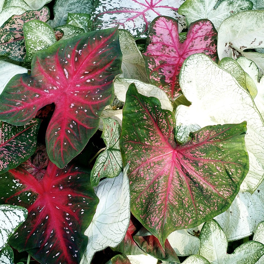 Sun Tolerant Mix Caladium Bulbs