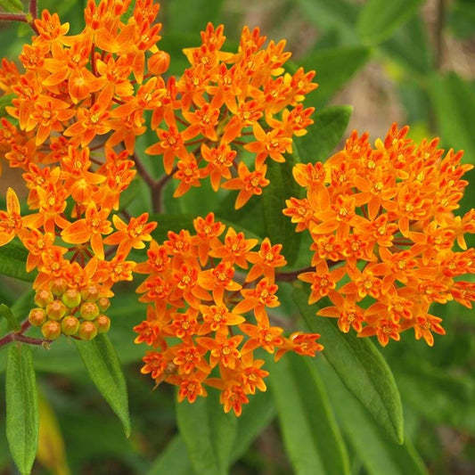 Butterfly Weed