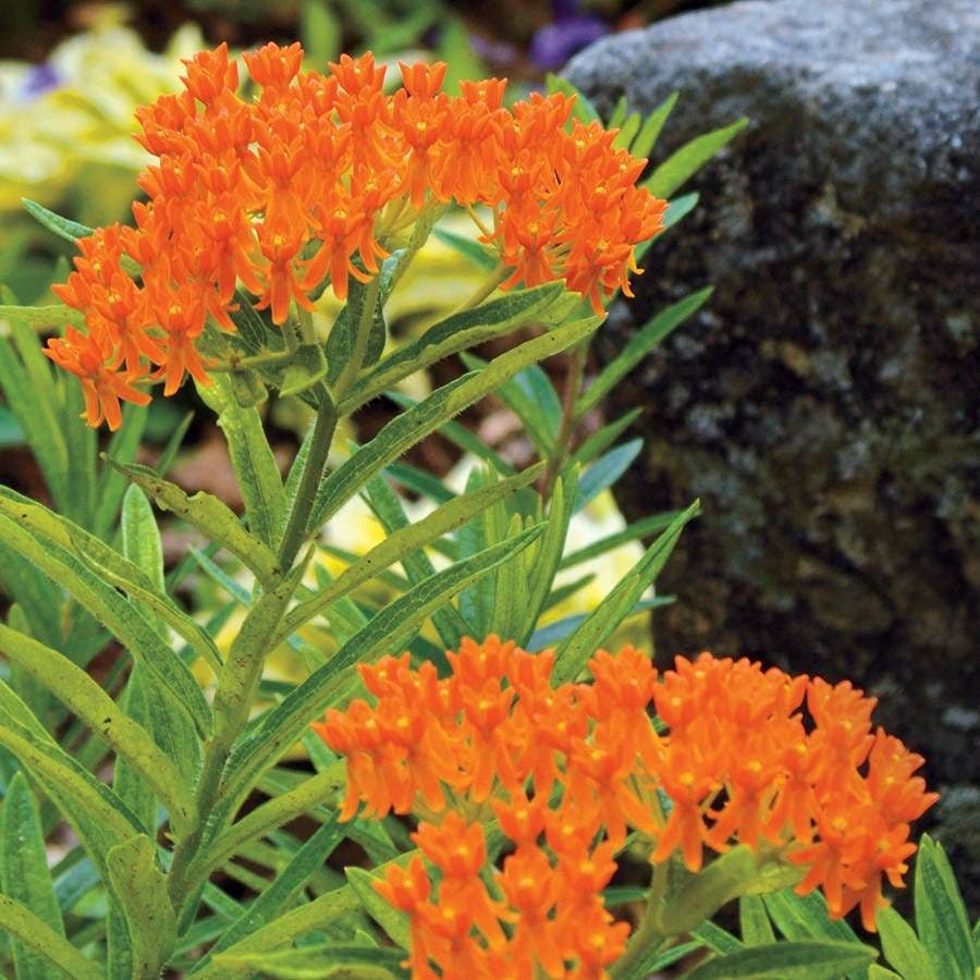 Butterfly Weed