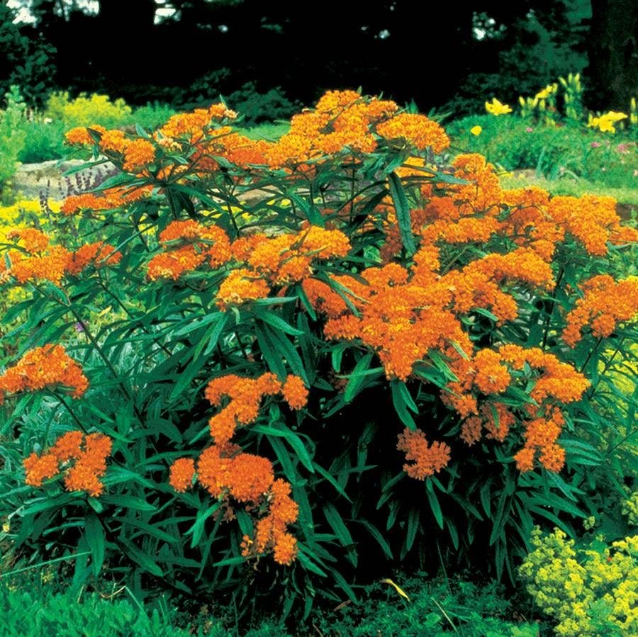 Butterfly Weed