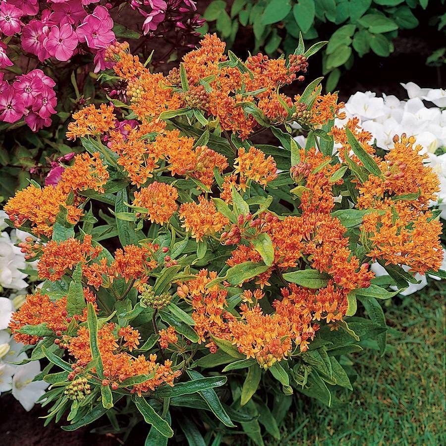 Butterfly Weed