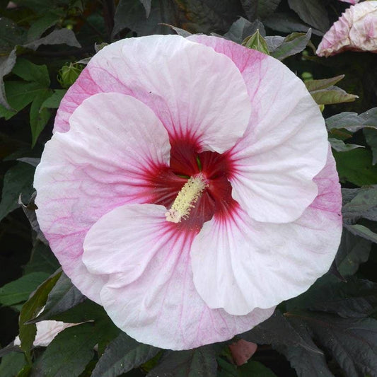Hibiscus Summerific® 'Perfect Storm' Rose Mallow
