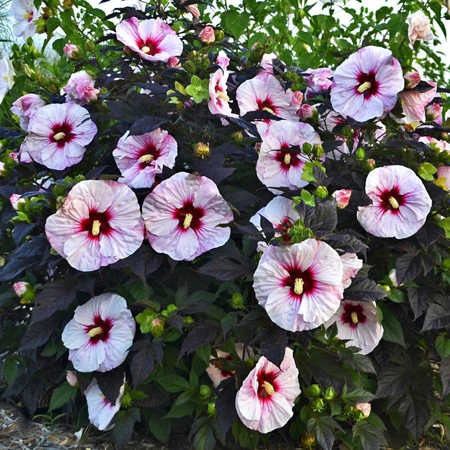 Hibiscus Summerific® 'Perfect Storm' Rose Mallow