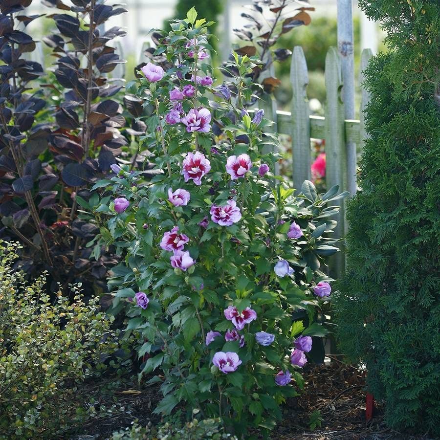 Hibiscus Purple Pillar® Rose of Sharon
