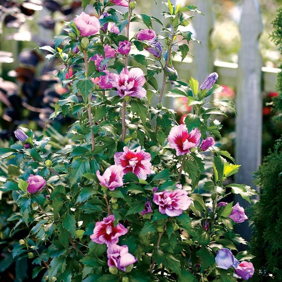 Hibiscus Purple Pillar® Rose of Sharon