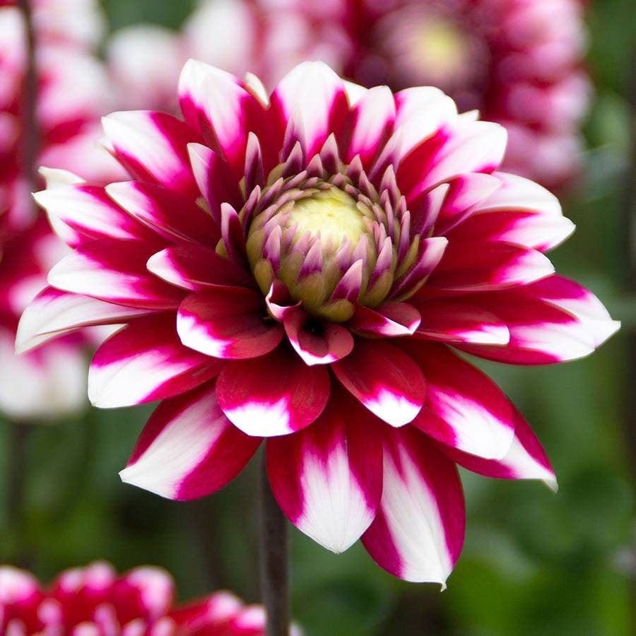 Karma® 'Yin Yang' Dahlia Bulb