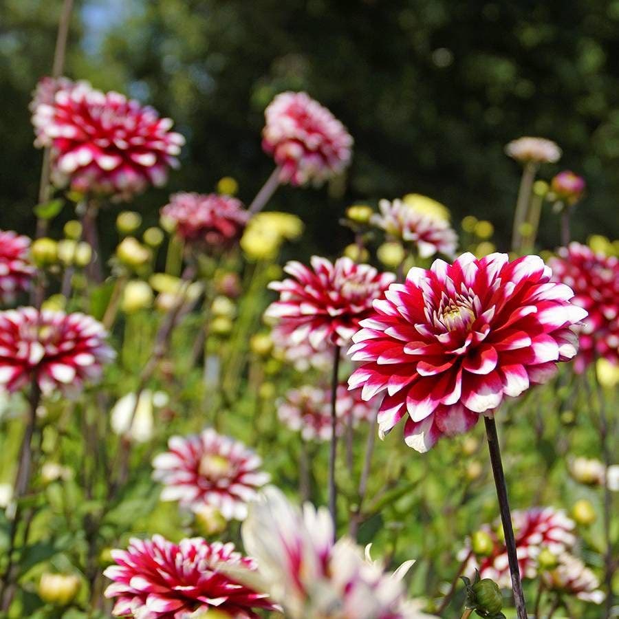 Karma® 'Yin Yang' Dahlia Bulb