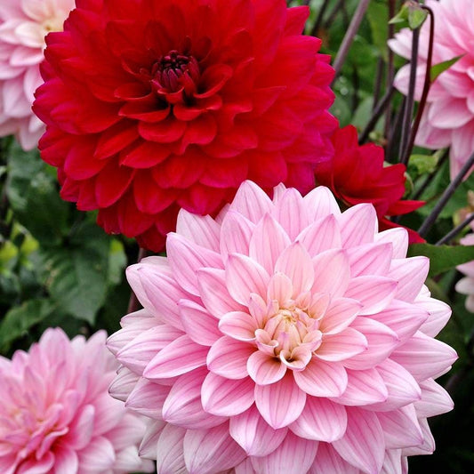 Naomi® and Prospero® Dahlia Mix Bulbs