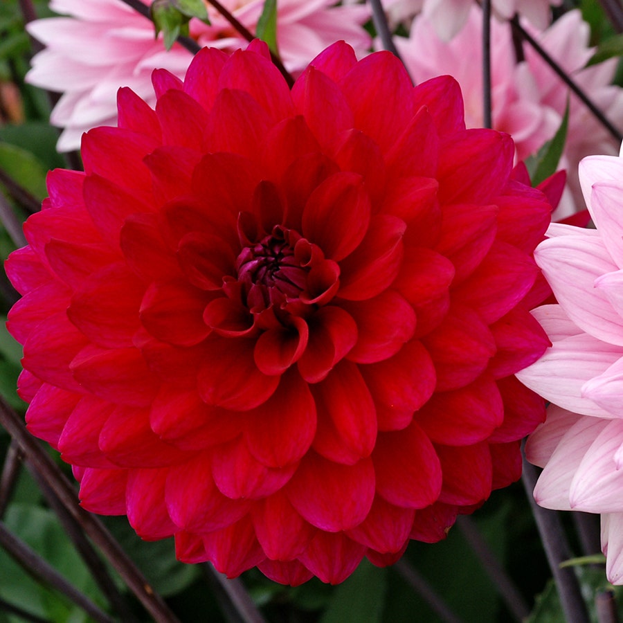 Naomi® and Prospero® Dahlia Mix Bulbs