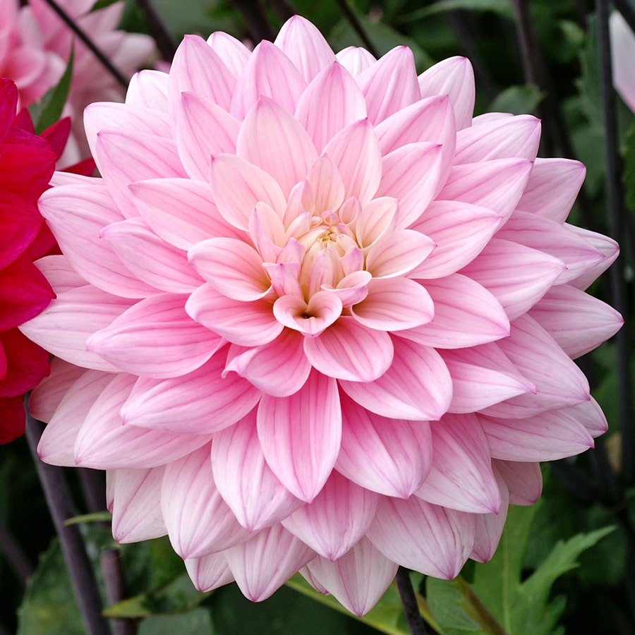 Naomi® and Prospero® Dahlia Mix Bulbs