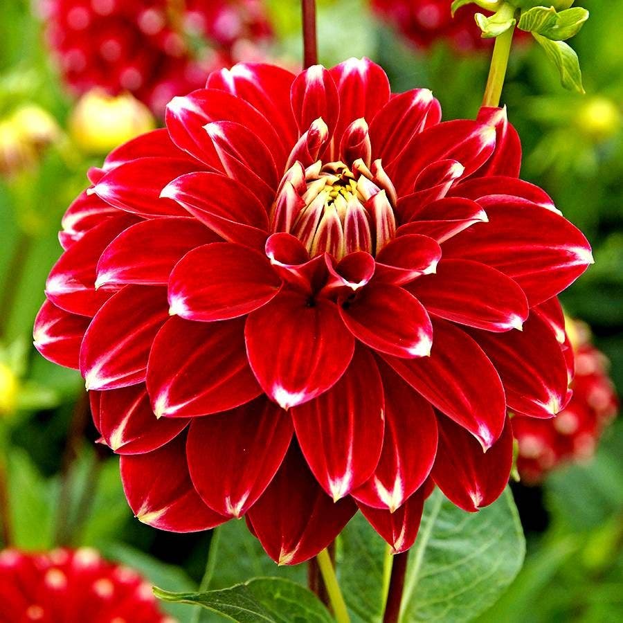 'Red Rock' Dahlia Bulb