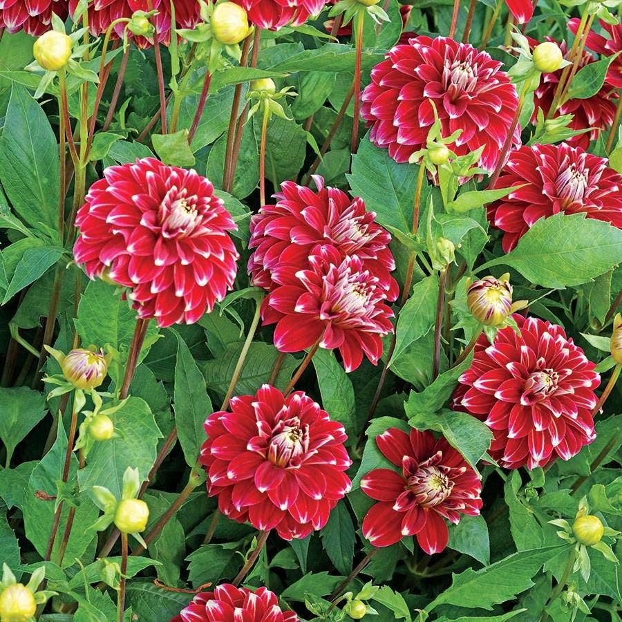 'Red Rock' Dahlia Bulb