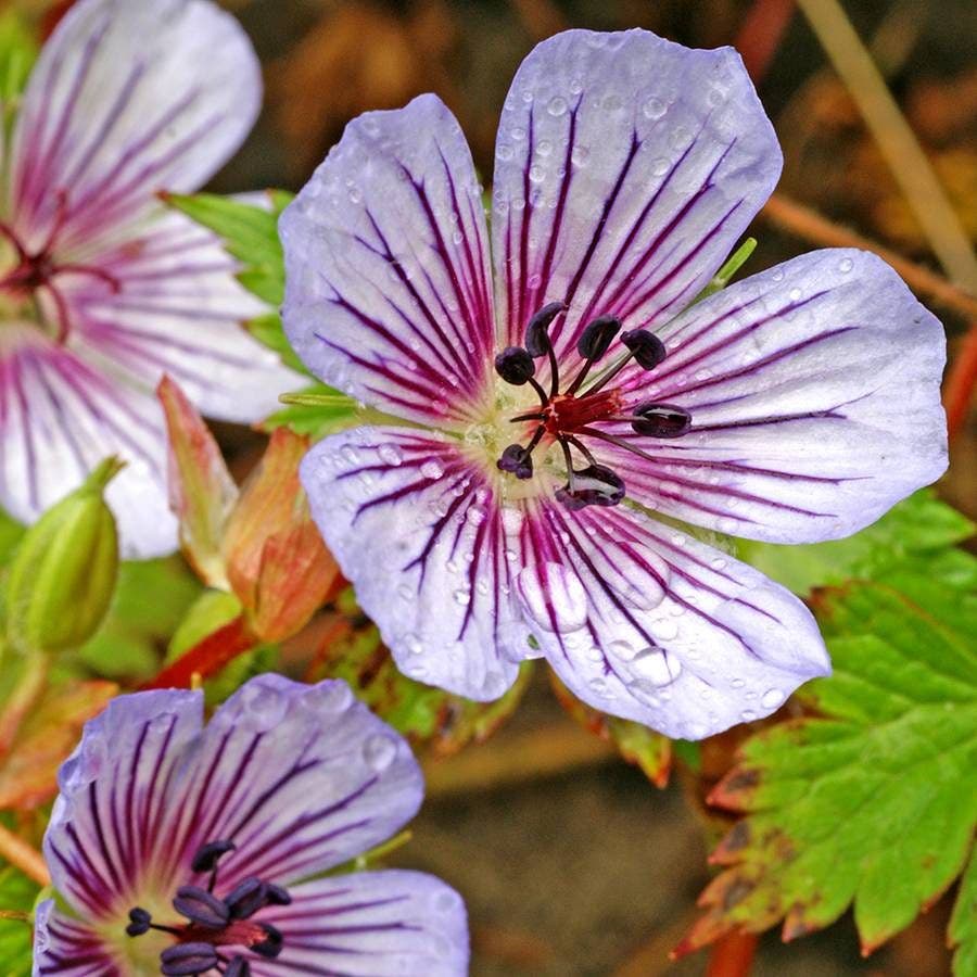 Crystal Lake Geranium