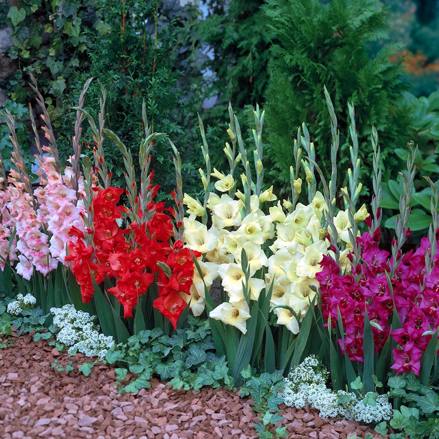 Glamini® Mixed Gladiolus Bulbs