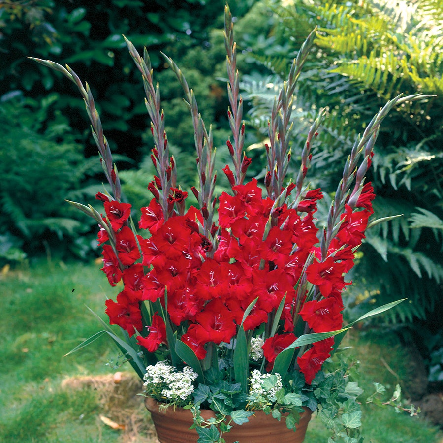 Glamini® Gladioli Tom Bulbs