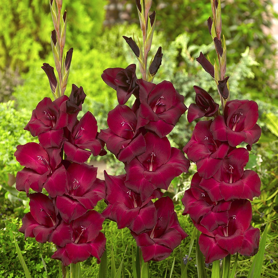 Glamini® Gladioli Tom Bulbs