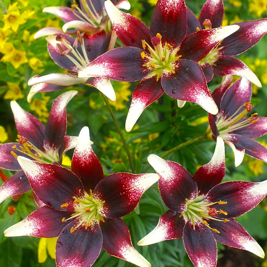 'Netty's Pride' Asiatic Lily Bulbs
