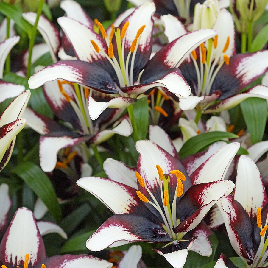 'Netty's Pride' Asiatic Lily Bulbs