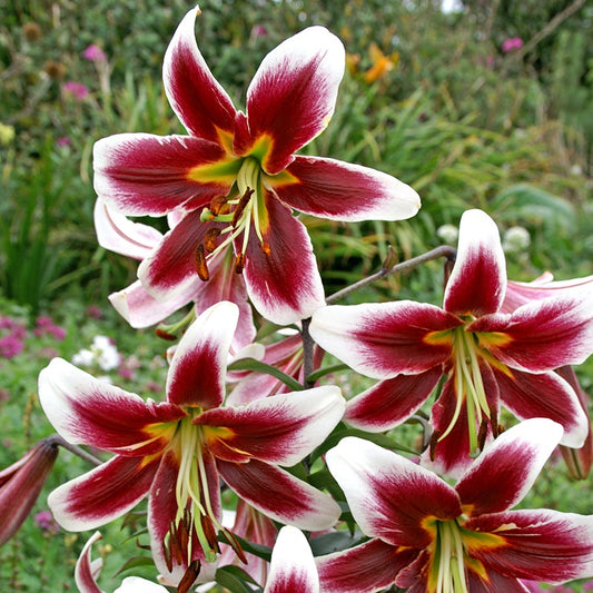 Lilium Miss Lily Bulbs
