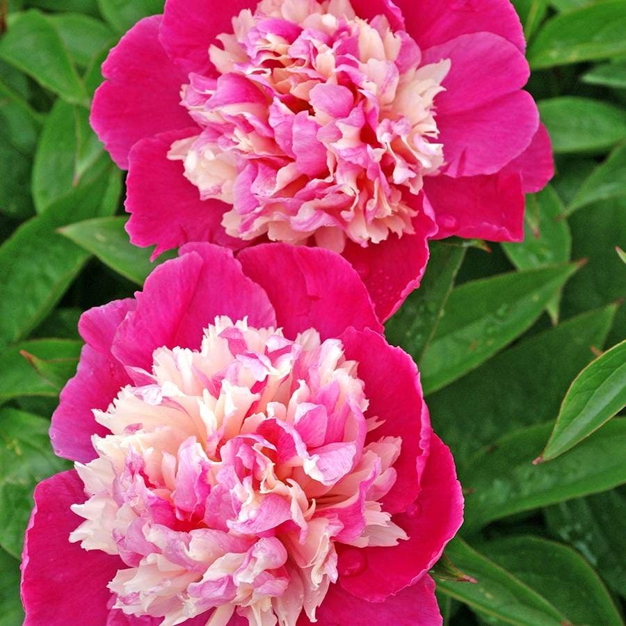 'Cora Stubbs' Peony