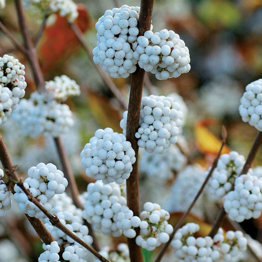 Callicarpa 'Snow Star'