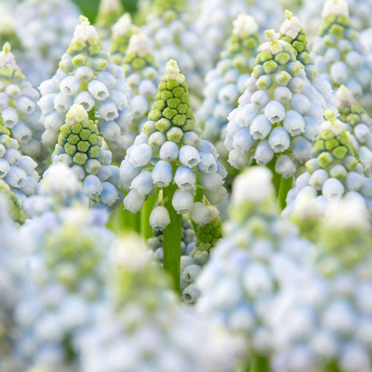 'Ocean Magic' Grape Hyacinth Bulbs