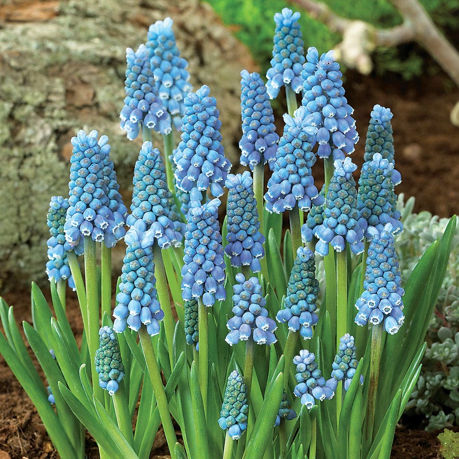 'Ocean Magic' Grape Hyacinth Bulbs