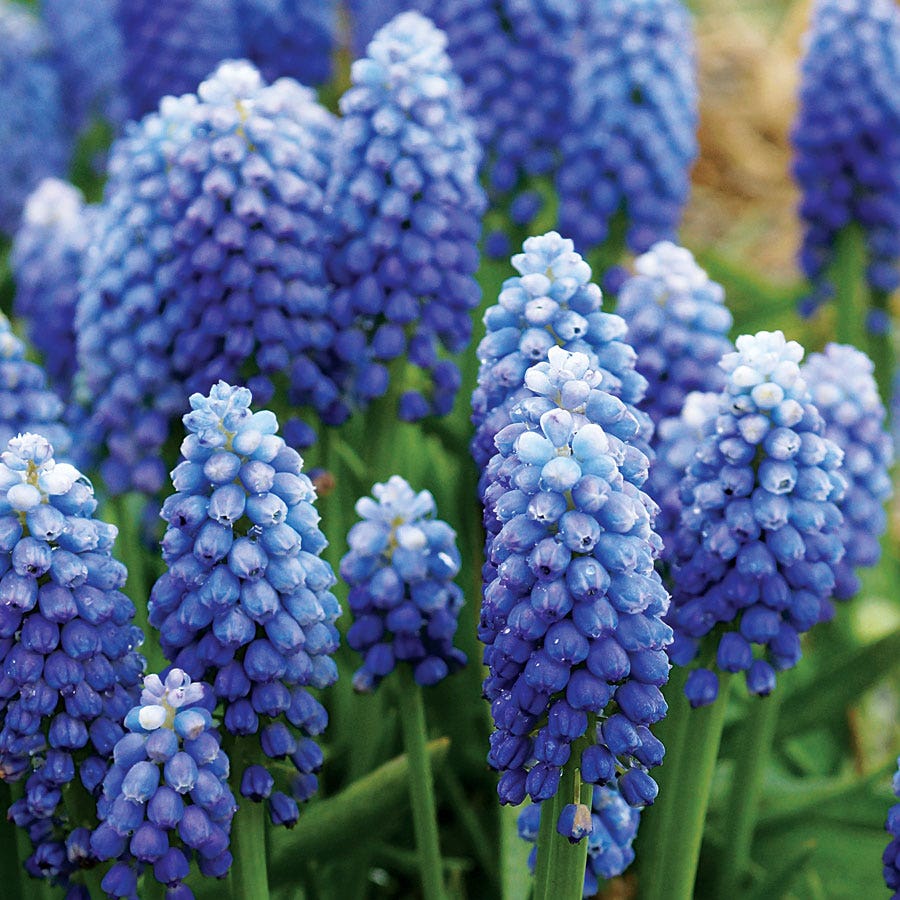 'Ocean Magic' Grape Hyacinth Bulbs