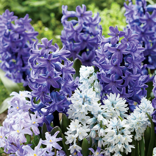 Ocean Breeze Blend Bulbs