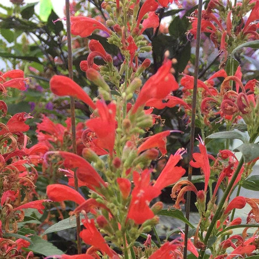 Agastache 'Kudos Red'