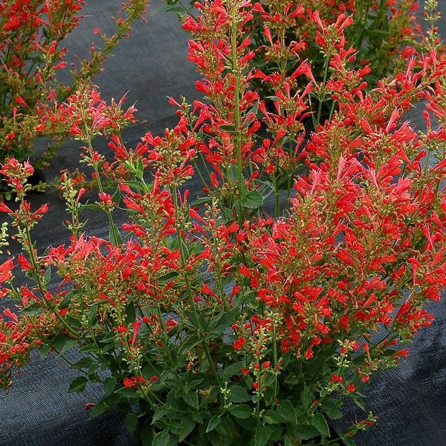 Agastache 'Kudos Red'