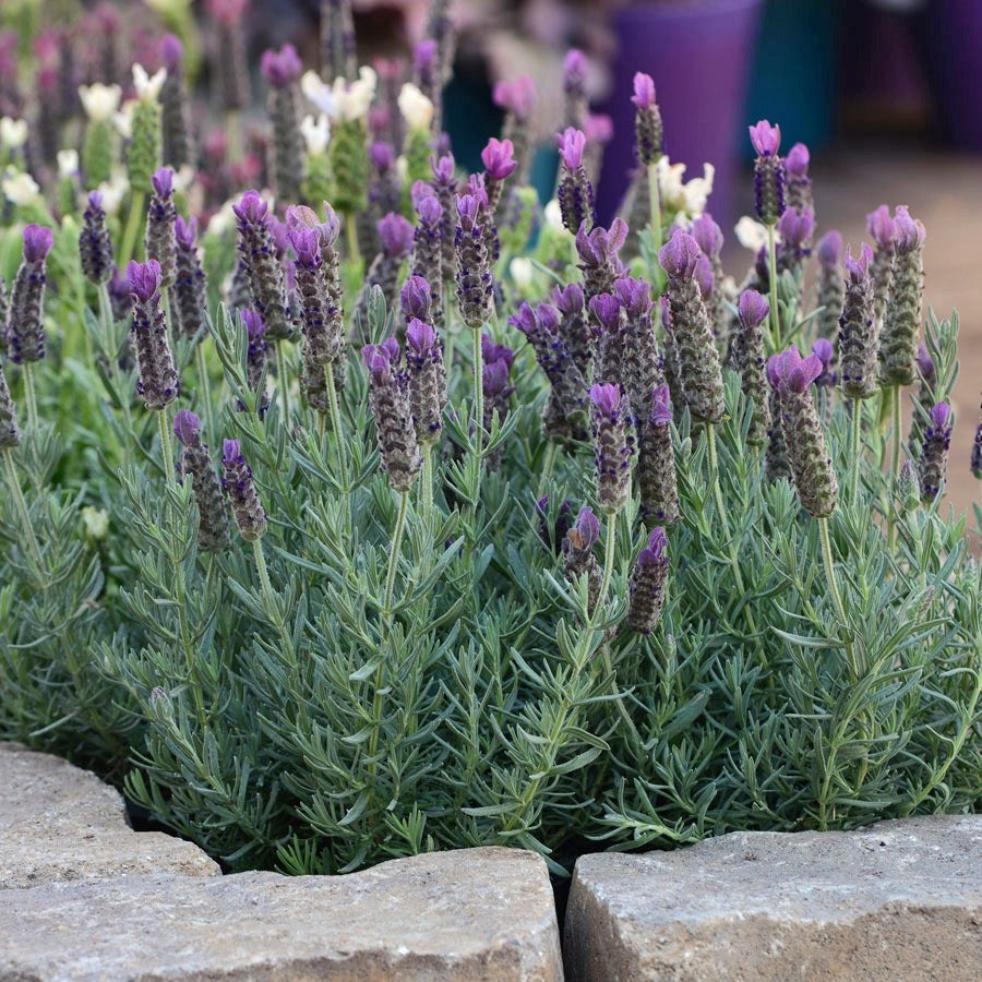 anouk lavender plant Lavandula 'Anouk'
