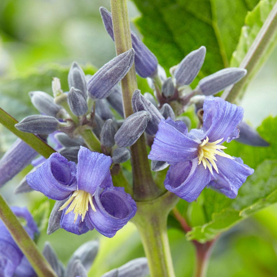 Clematis 'New Love'