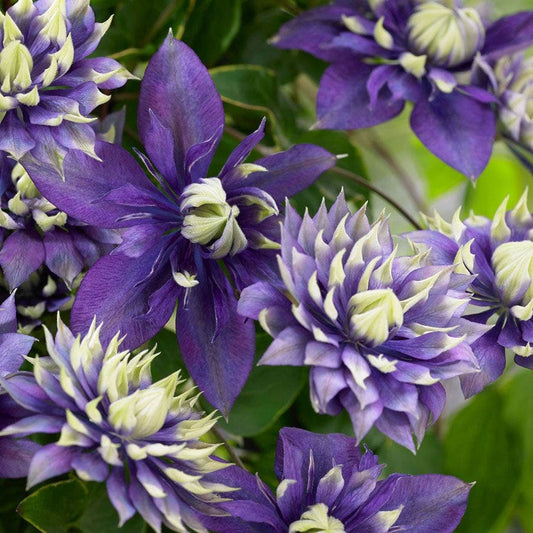 Clematis 'Taiga'