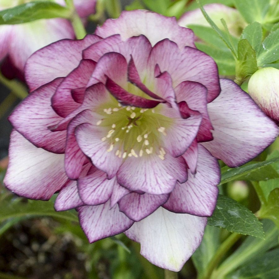 Helleborus Wedding Party® 'Blushing Bridesmaid'