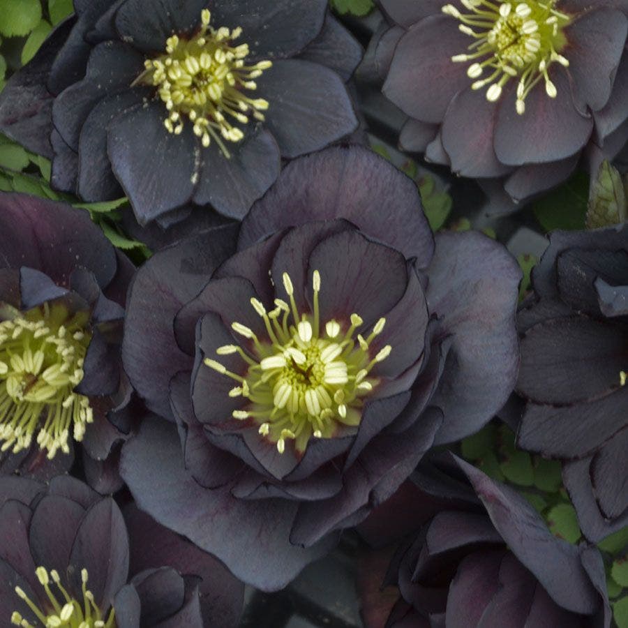 Helleborus Wedding Party® 'Dark and Handsome'