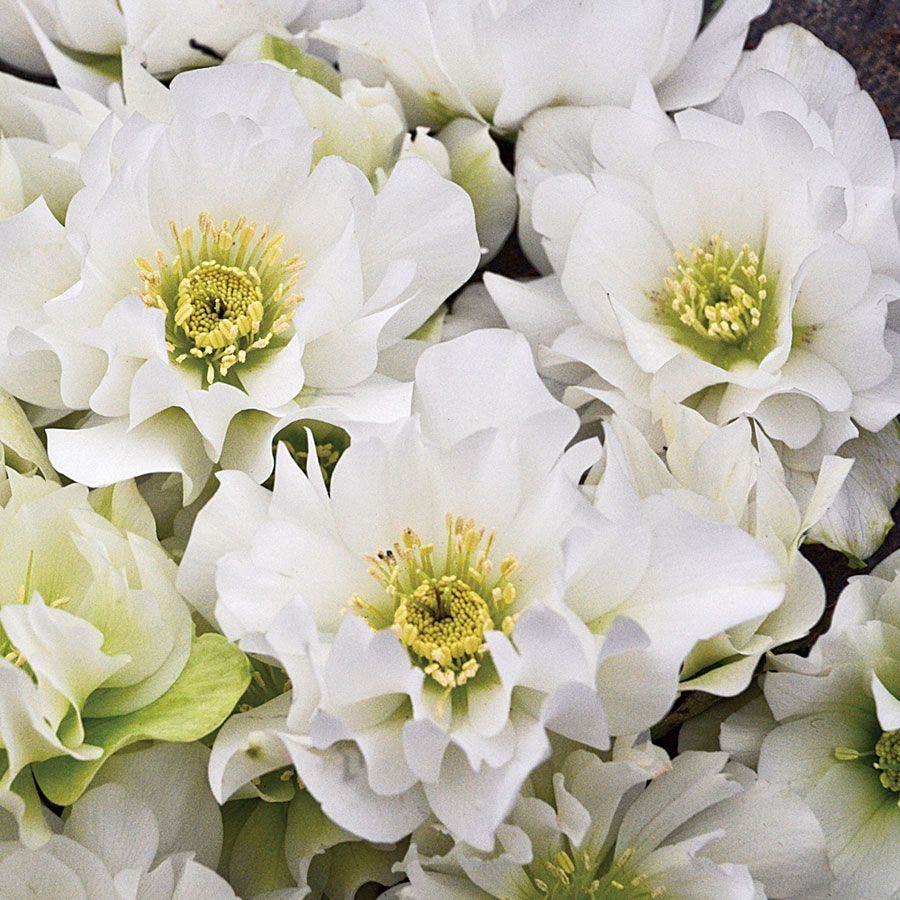 Helleborus Wedding Party® 'Wedding Bells'