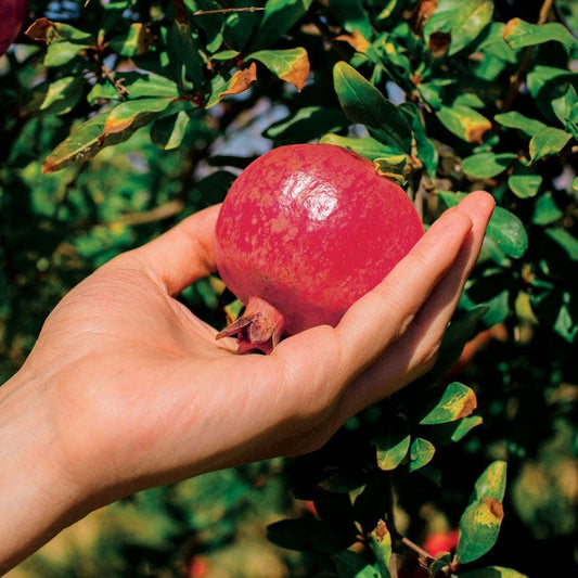Punica 'Parfianka' Pomegranate