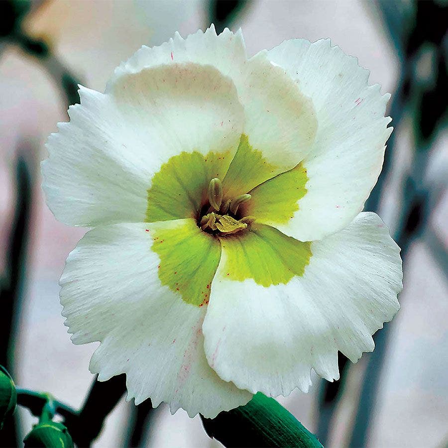 key lime pie succulent bloom Dianthus American Pie® Key Lime Pie – Park Seed