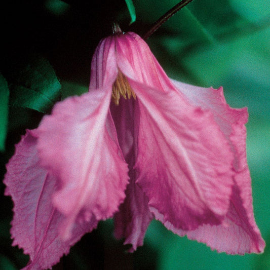 Clematis 'Alionushka'