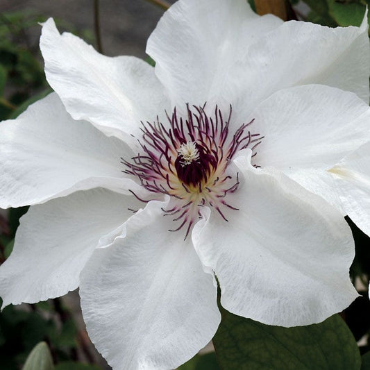 Clematis Ninon