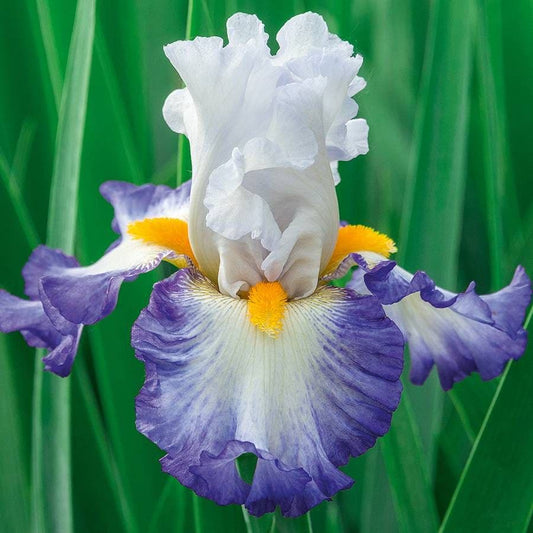 Iris germanica 'Brilliant Idea'