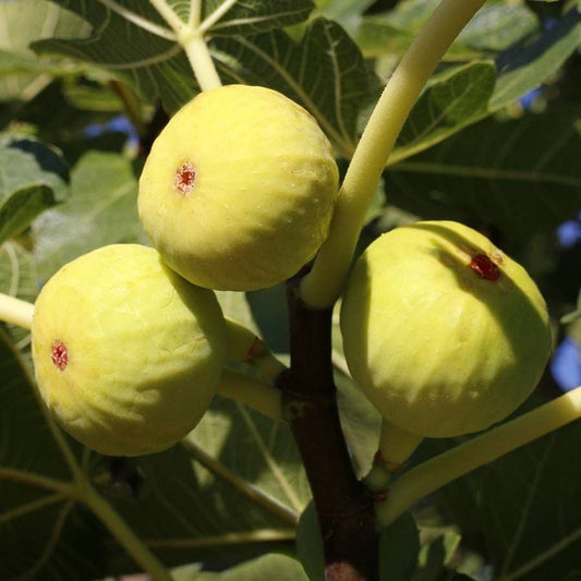 Yellow Long Neck Fig