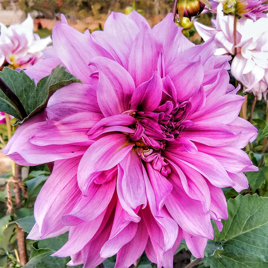 ruffles lavender plant Dahlia 'Lavender Ruffles'